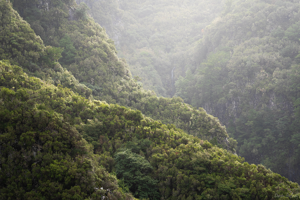 madeira